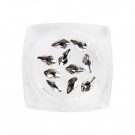 Flame Crystal (10pcs)